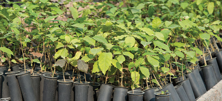 Mudas Flores Amazônica UHE Teles Pires