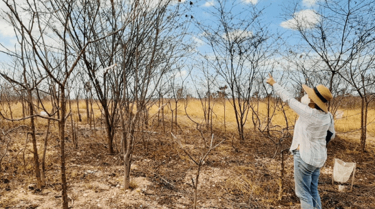 restauracao-caatinga