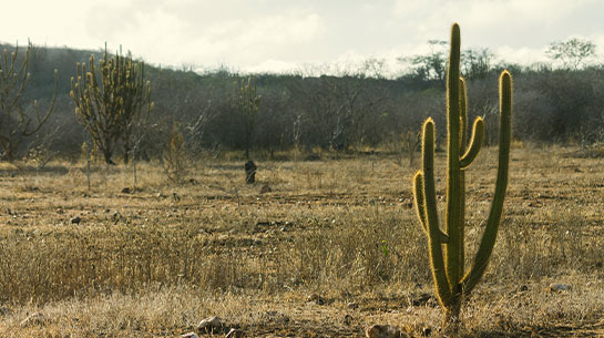 caatinga-carateristicas-do-bioma