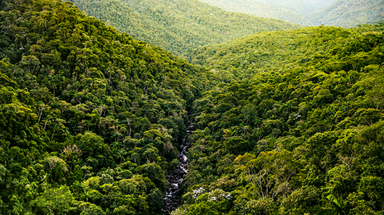 mata-atlântica-bioma