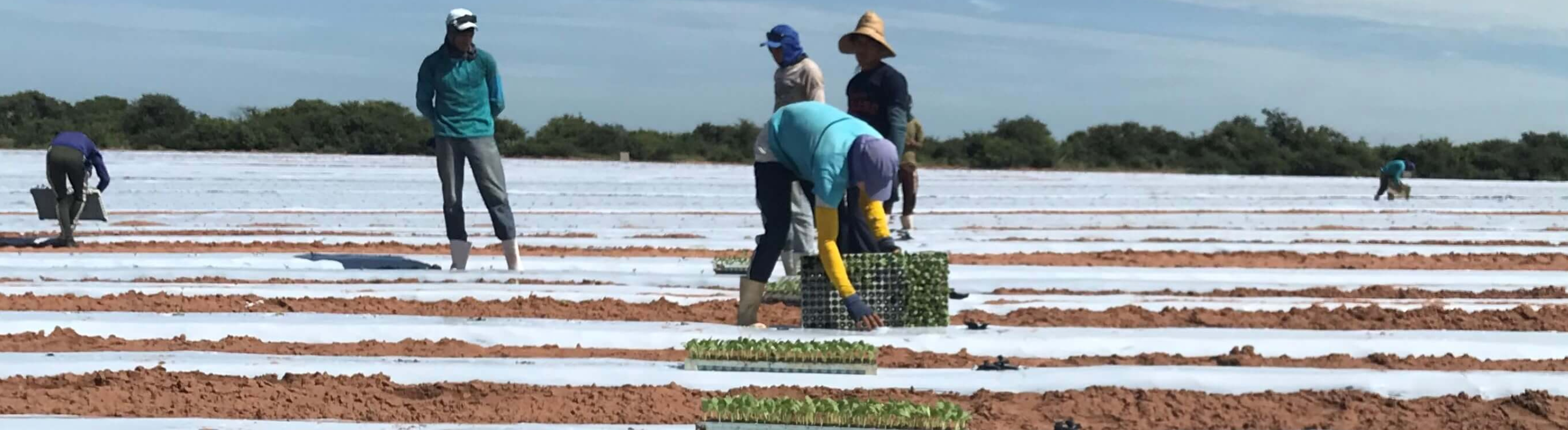 Neoenergia Pernambuco convoca 389 clientes irrigantes e aquicultores para atualização cadastral