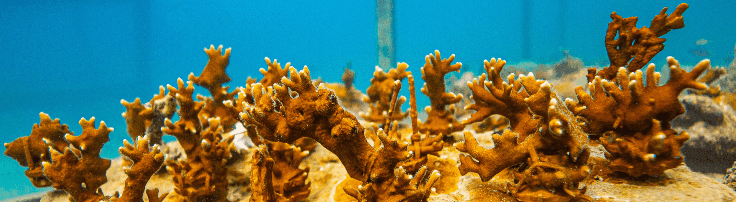 Pacote de corais biofabricados pela Biofábrica de Corais pelo Projeto Coralizar